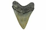 Serrated, Fossil Megalodon Tooth - North Carolina #344069-1